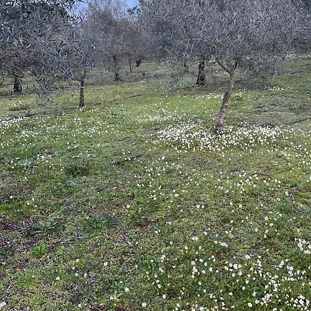 Ama Village - منتزه العطل